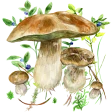 Na grzyby