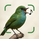 Fågelsång Igenkänning Fågel ID icon
