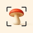 Houby Rozpoznávání Mushroom ID