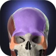 Anatomyka - 3D anatomie