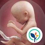 Minha gravidez e meu bebê hoje icon