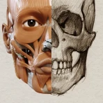 예술가용 3D 해부학 icon