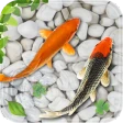 मछली जीना वॉलपेपर मछलीघर koi icon