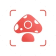 Picture Mushroom - Mushroom ID