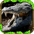 Wildlife Simulator: Crocodile icon