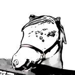 Robe Du Cheval - Quiz icon