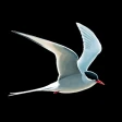 Gyldendals Store Fugleguide icon