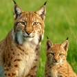 Animal Game Symulator Zwierząt