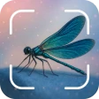 hyönteisten tunniste: bug id icon