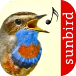 Vogelstimmen Id - Ruf + Gesang icon