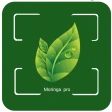 Moringa Pro icon