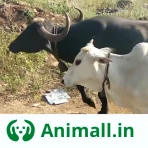 कोई भी पशु ख़रीदे बेचे Animall icon