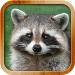 Kids Learn About Animals icon