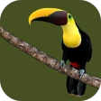Animals of Costa Rica icon