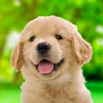 わんこと私 - 子犬のペット育成ゲーム icon