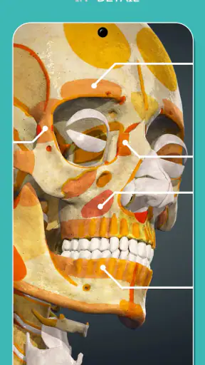 Anatomy Learning - 3D Anatomy screenshot