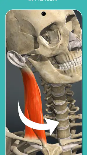 Anatomy Learning - 3D Anatomy screenshot