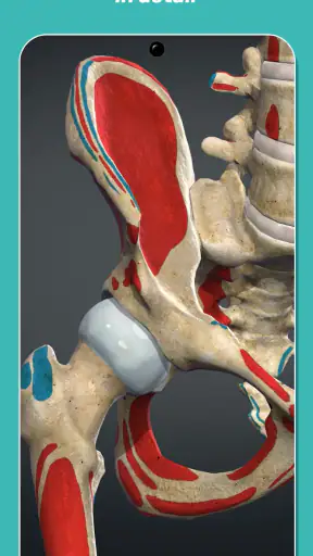 Anatomy Learning - 3D Anatomy screenshot