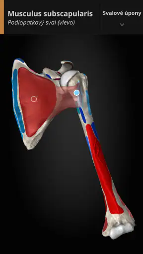 Anatomyka - 3D anatomie screenshot