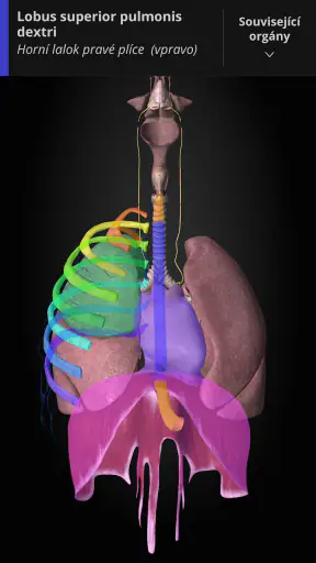 Anatomyka - 3D anatomie screenshot