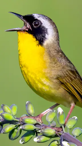 Merlin Bird ID by Cornell Lab screenshot