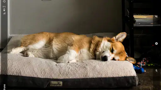 AnyPet Monitor - Cat & Dog Cam screenshot
