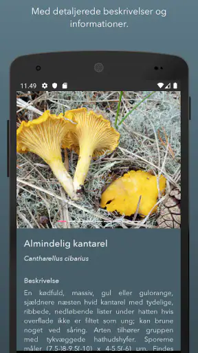Danmarks svampeatlas screenshot