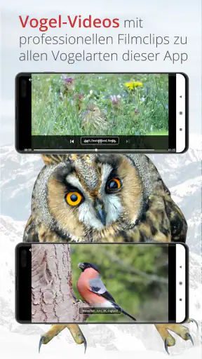 Vogelführer Birdlife Schweiz screenshot