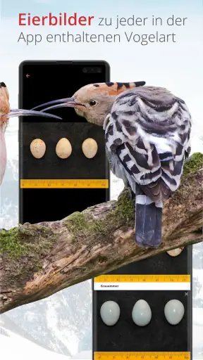 Vogelführer Birdlife Schweiz screenshot
