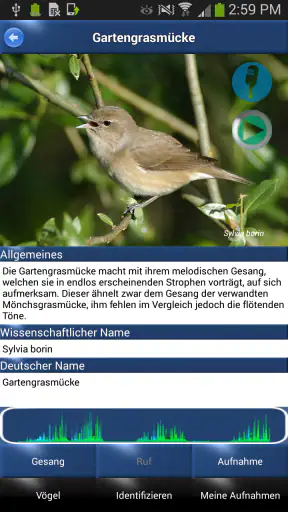 Vogelstimmen Id - Ruf + Gesang screenshot