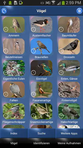 Vogelstimmen Id - Ruf + Gesang screenshot