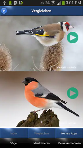 Vogelstimmen Id - Ruf + Gesang screenshot