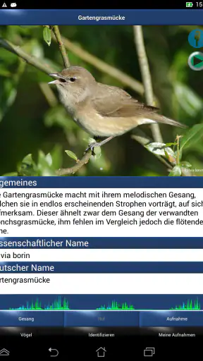 Vogelstimmen Id - Ruf + Gesang screenshot