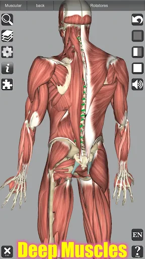3D Anatomy screenshot
