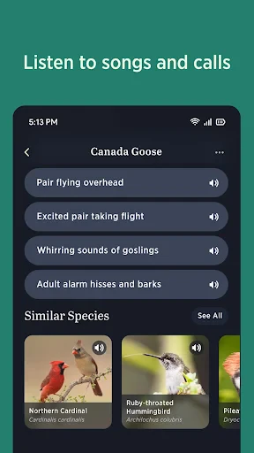 Audubon Bird Guide screenshot