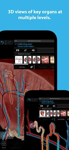 Human Anatomy Atlas 2025 screenshot