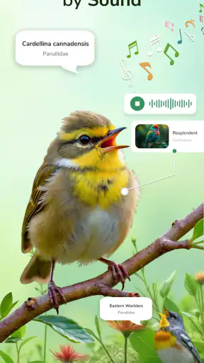 ID Bird: Bird Call Identifier screenshot