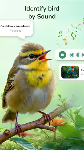 ID Bird: Bird Call Identifier screenshot