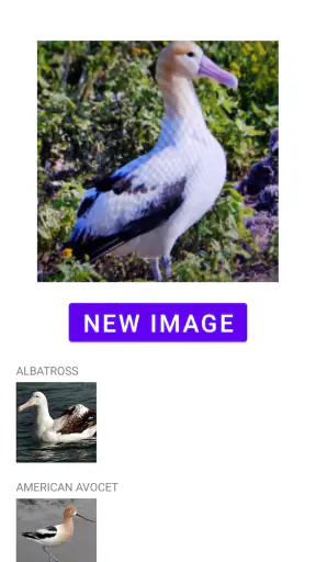 linnun tunniste screenshot