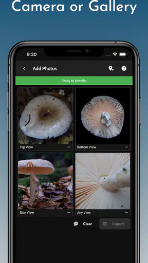 ShroomID - sienetunniste screenshot