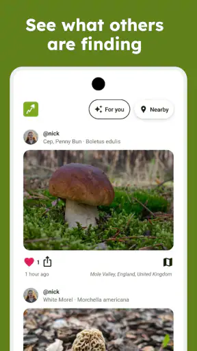 Sporecast: Mushroom Map & ID screenshot