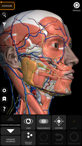 Anatomie - Atlas 3D screenshot