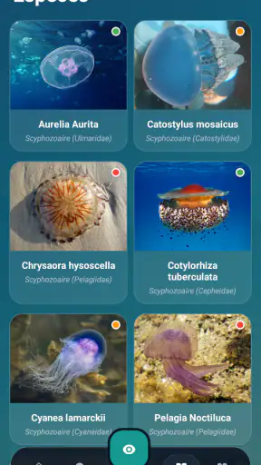 Meduseo screenshot