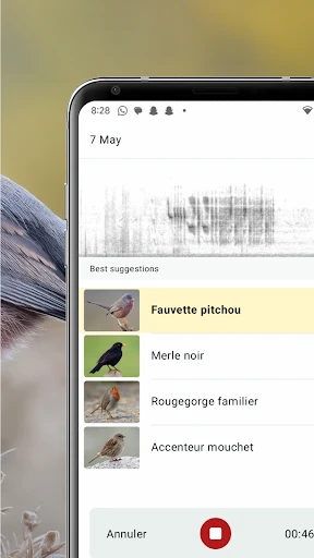Merlin Bird ID par Cornell Lab screenshot