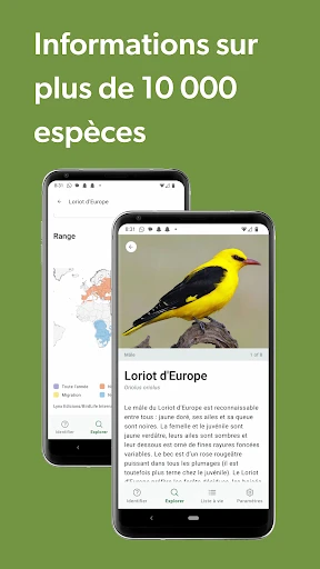 Merlin Bird ID par Cornell Lab screenshot