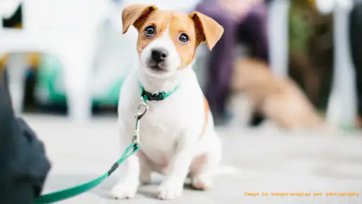 Sound Proof Puppy Training screenshot