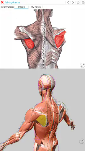 Visual Acupuncture 3D screenshot