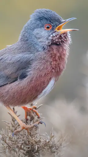Merlin Bird ID - מעבדת קורנל screenshot