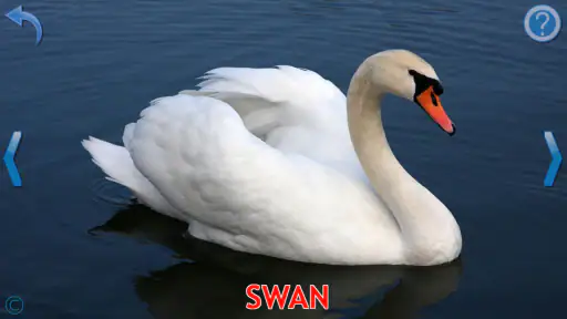 Kids Learn About Animals screenshot