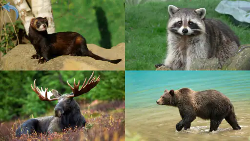 Kids Learn About Animals screenshot